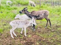 Tag 7 - Besuch im Rentiergehege