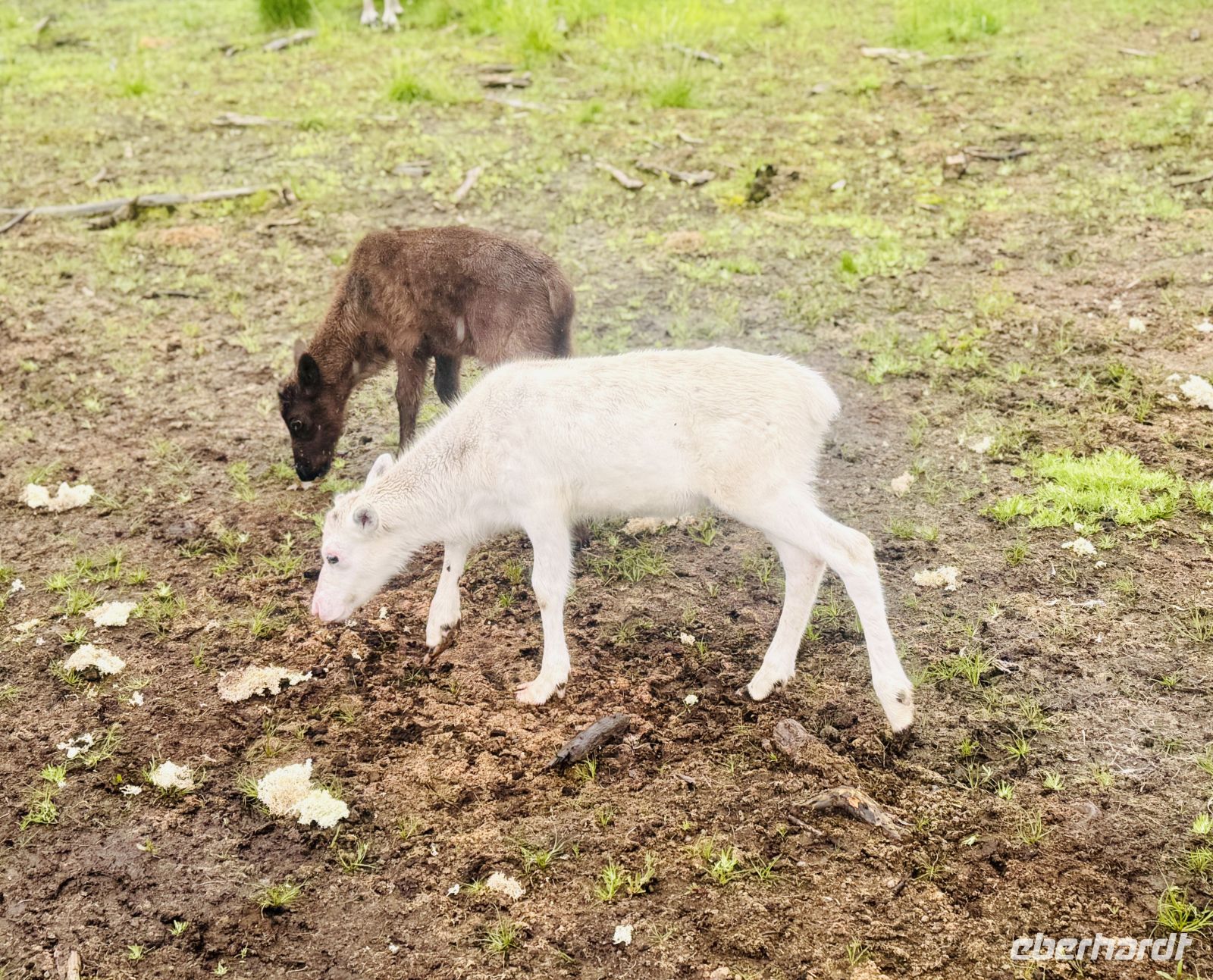 Tag 7 - Besuch im Rentiergehege