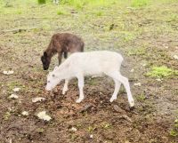 Tag 7 - Besuch im Rentiergehege