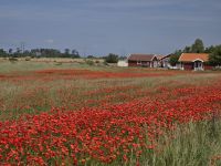Landschaft Öland