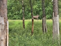 Grönåsens Älgpark