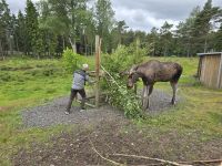 Mittagsfütterung durch Pattrik