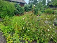 Freilichtmuseum Skansen - Kräutergarten