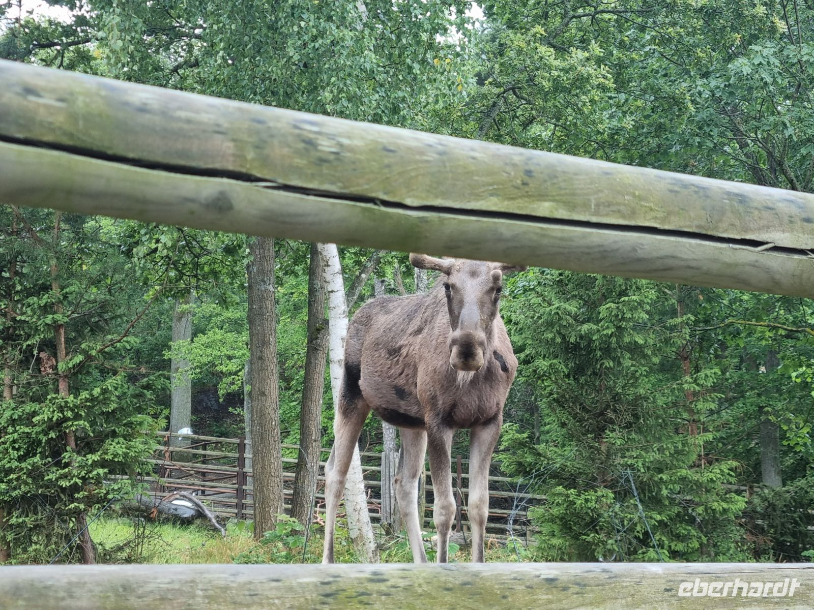 Freilichtmuseum Skansen - Tierpark mit Elch 