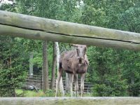 Freilichtmuseum Skansen - Tierpark mit Elch 