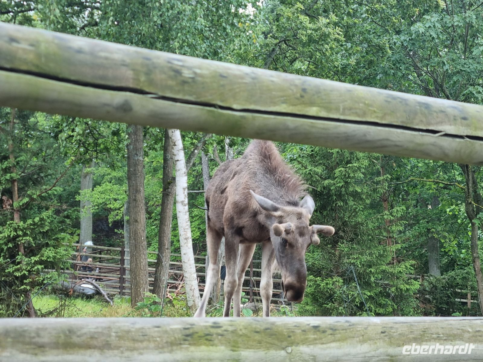 Freilichtmuseum Skansen - Tierpark mit Elch