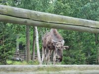 Freilichtmuseum Skansen - Tierpark mit Elch