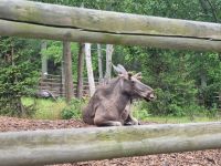Freilichtmuseum Skansen - Tierpark mit Elch