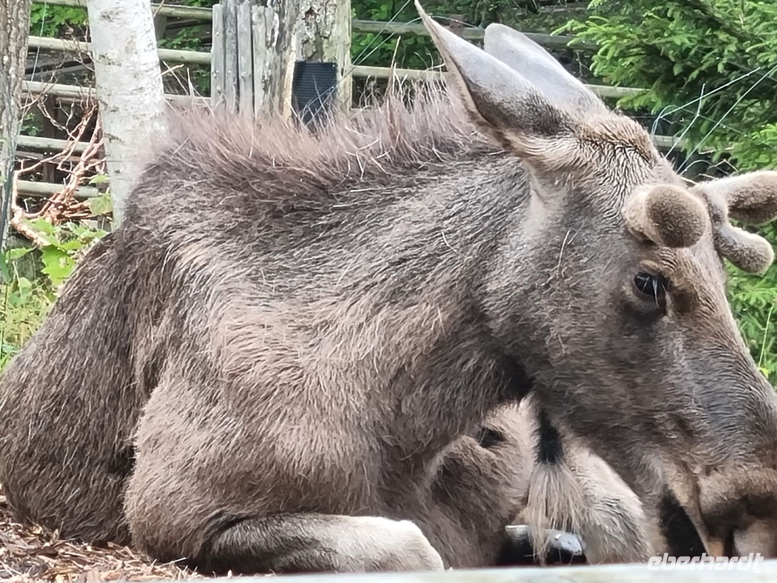 Freilichtmuseum Skansen - Tierpark mit Elch