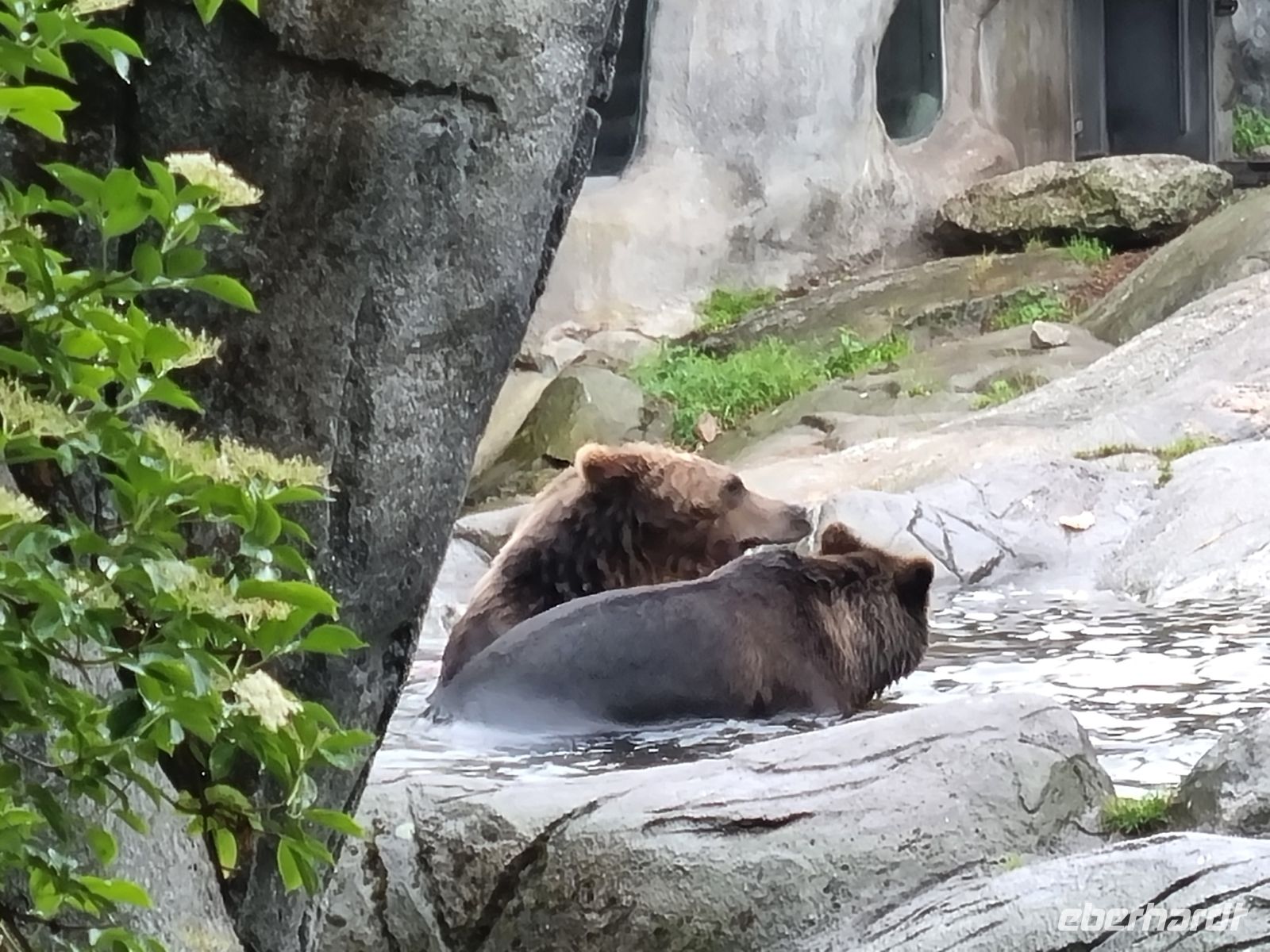 Freilichtmuseum Skansen - Tierpark mit Braunbären