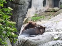 Freilichtmuseum Skansen - Tierpark mit Braunbären