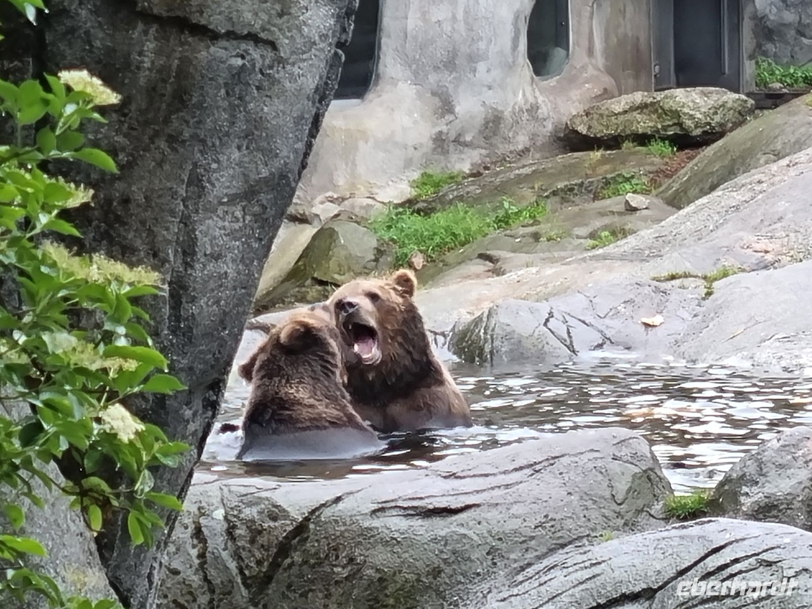Freilichtmuseum Skansen - Tierpark mit Braunbären