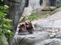 Freilichtmuseum Skansen - Tierpark mit Braunbären
