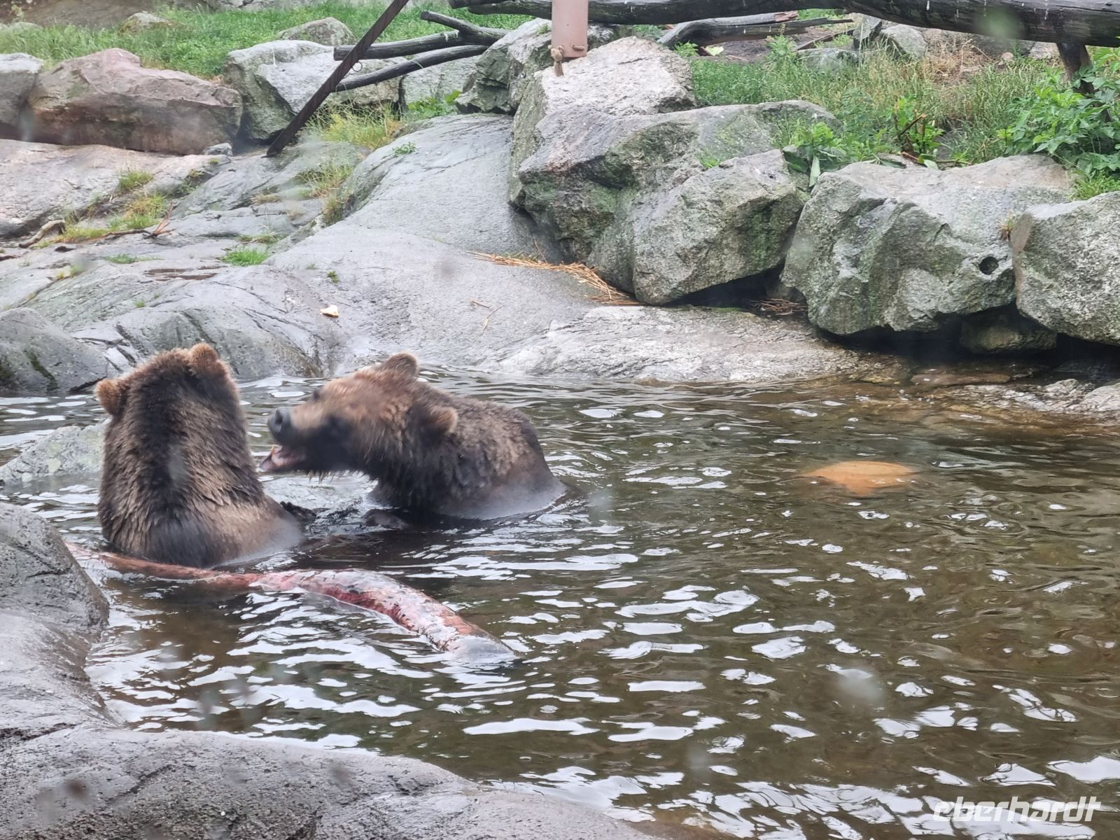Freilichtmuseum Skansen - Tierpark mit Braunbären