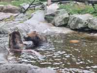 Freilichtmuseum Skansen - Tierpark mit Braunbären