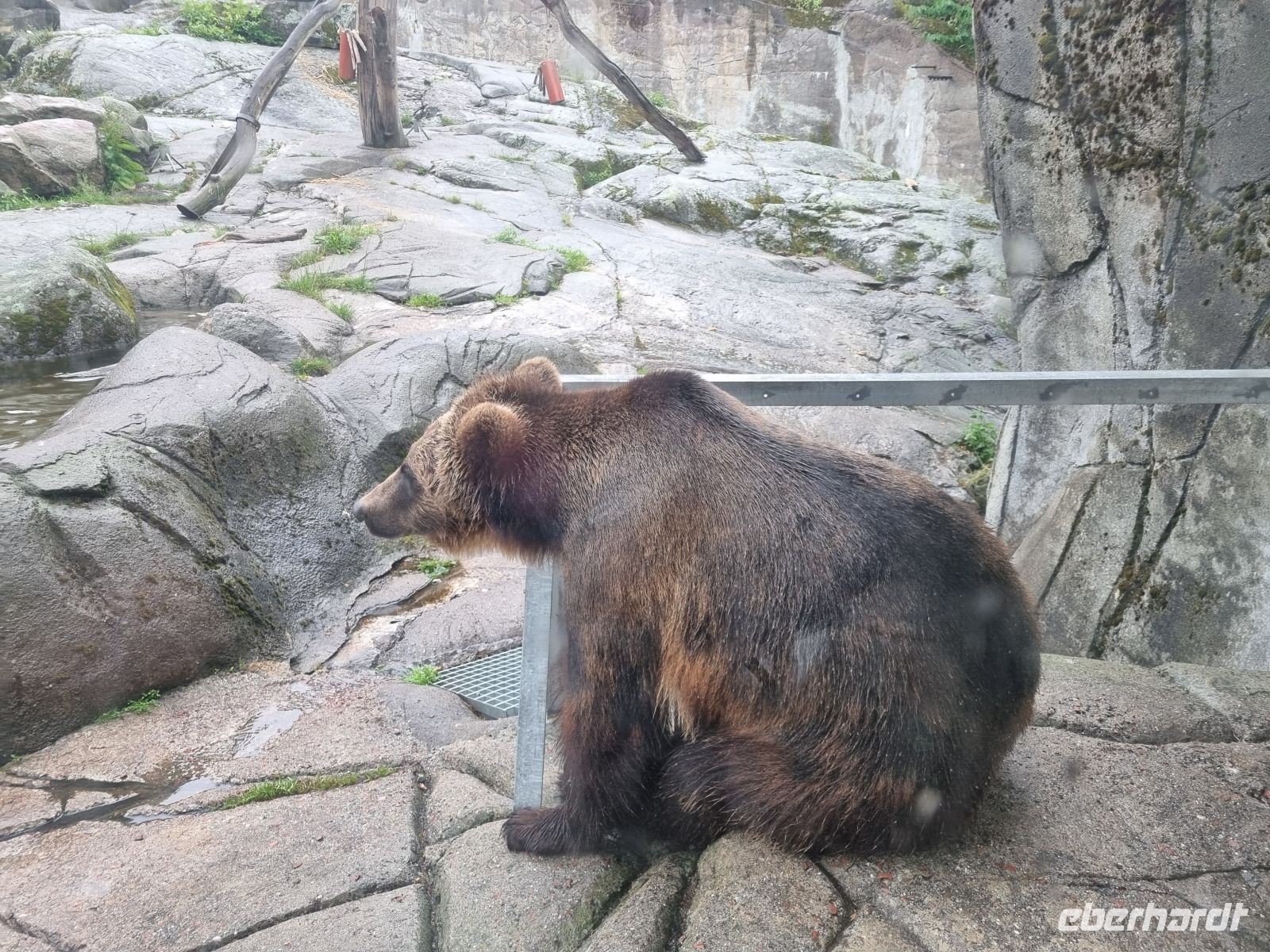 Freilichtmuseum Skansen - Tierpark mit Braunbären 