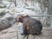 Freilichtmuseum Skansen - Tierpark mit Braunbären 