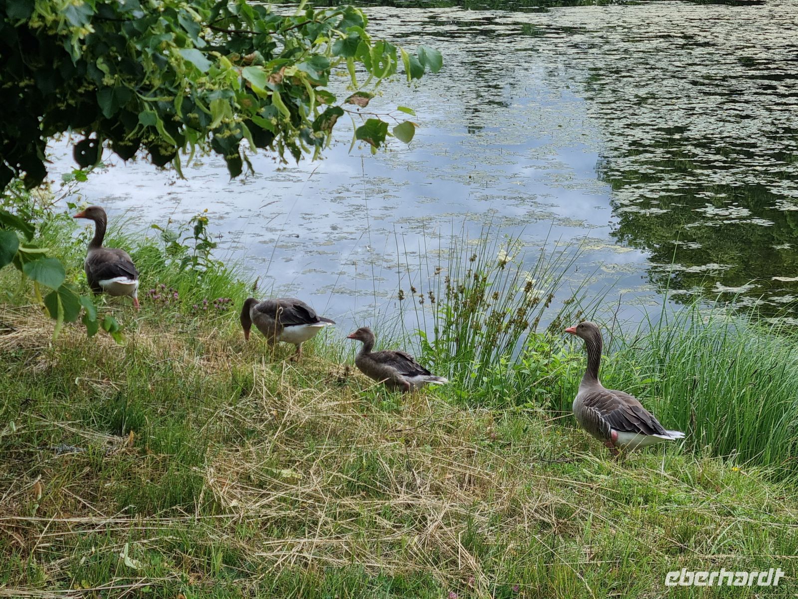 Drottningholm - Schlosspark 