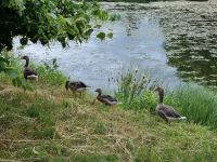 Drottningholm - Schlosspark 