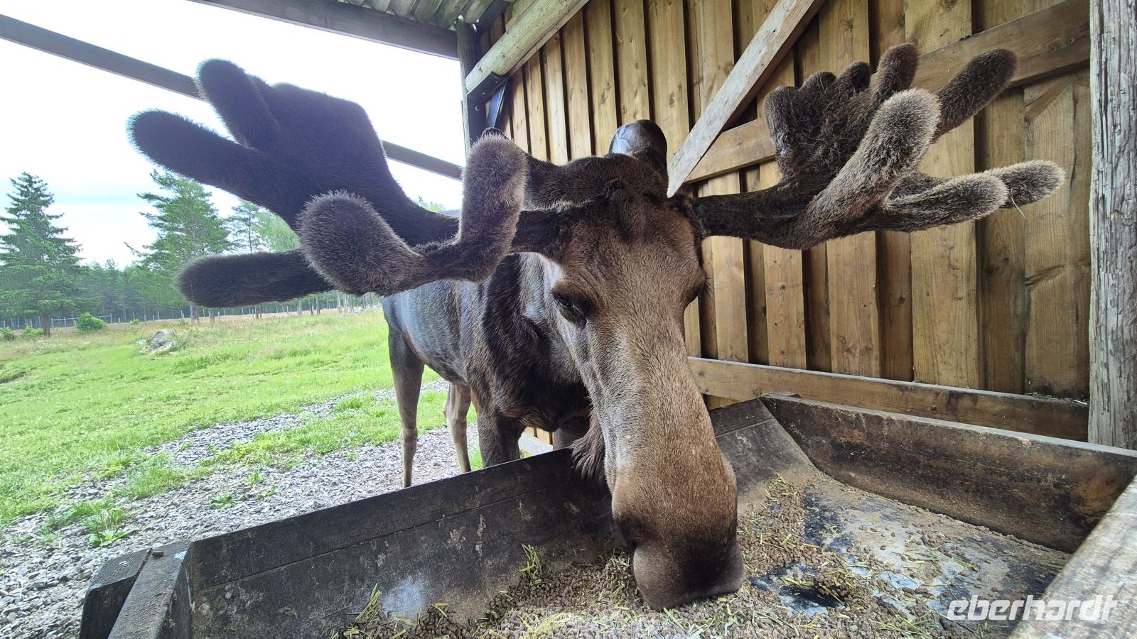 Grönåsens Elchpark