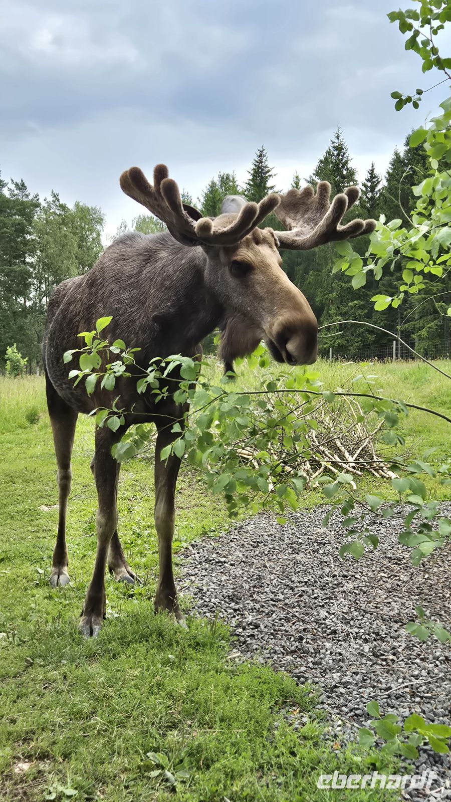 Grönåsens Elchpark