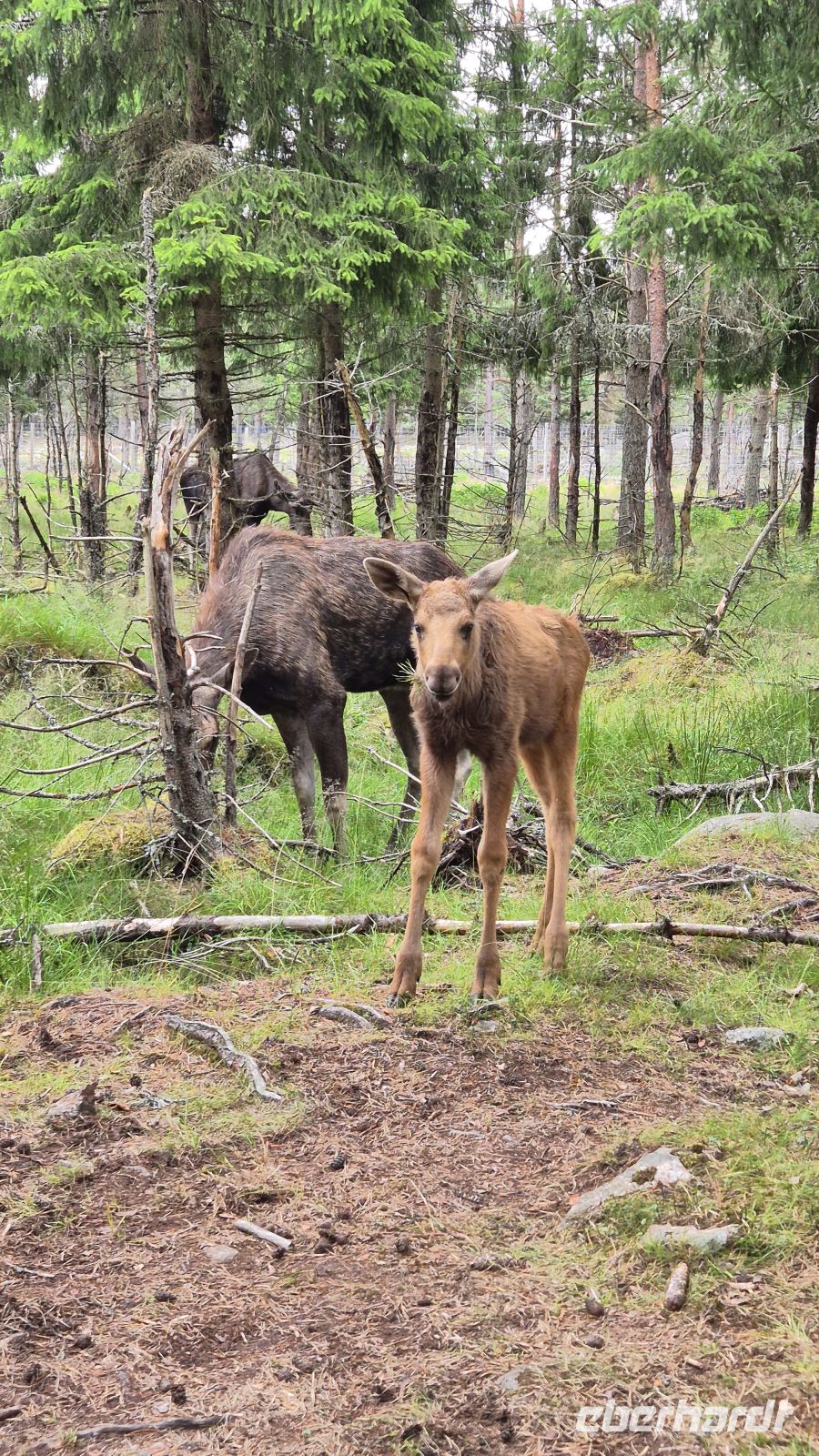 Grönåsens Elchpark
