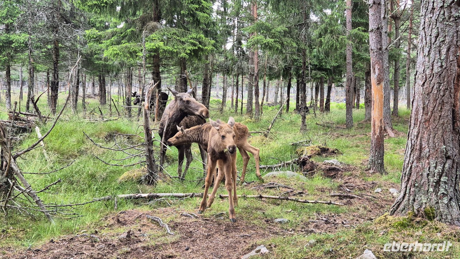Grönåsens Elchpark