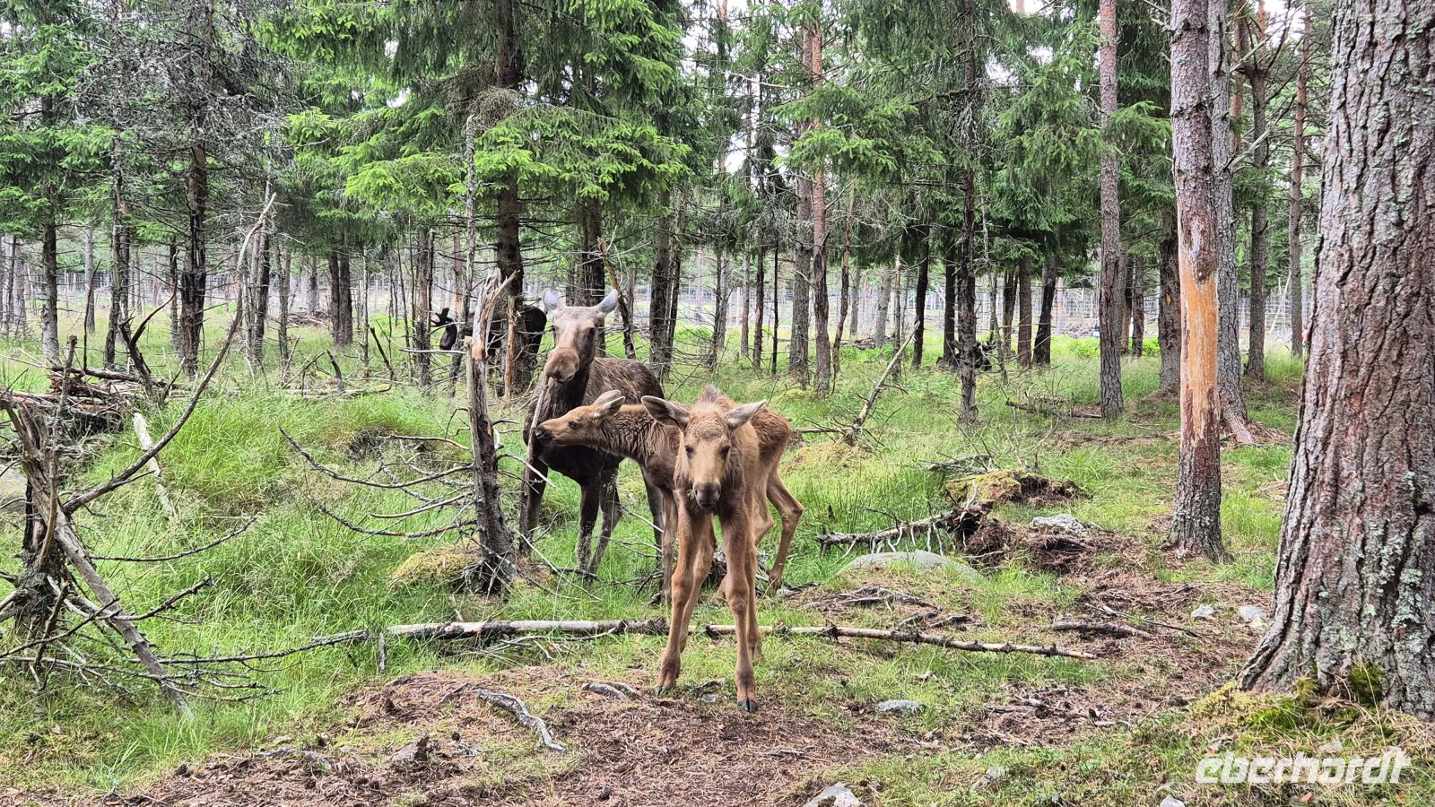 Grönåsens Elchpark