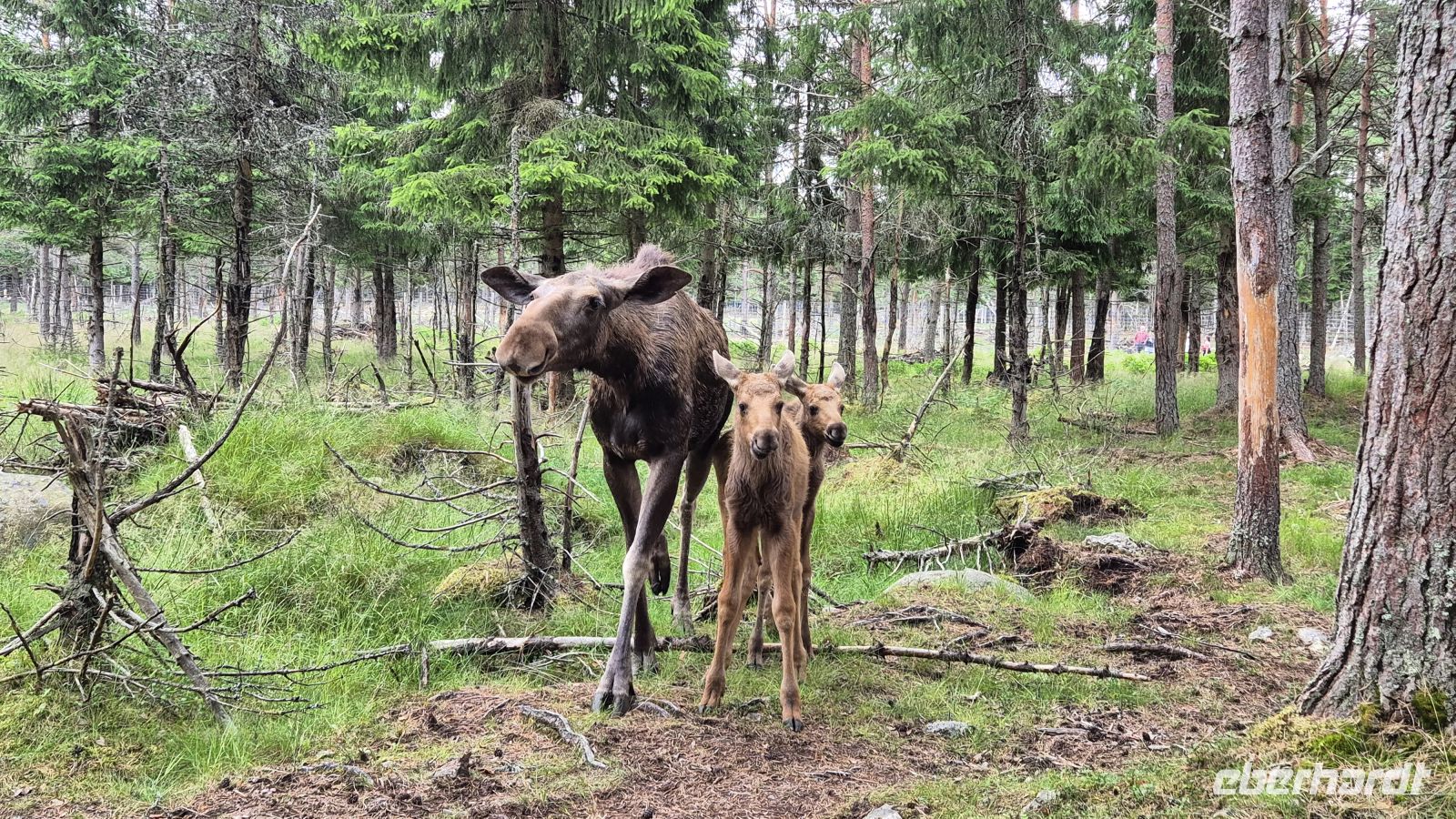 Grönåsens Elchpark