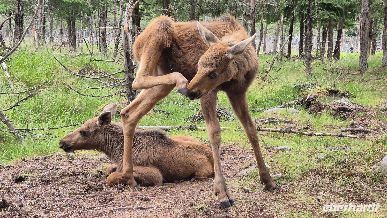 Grönåsens Elchpark