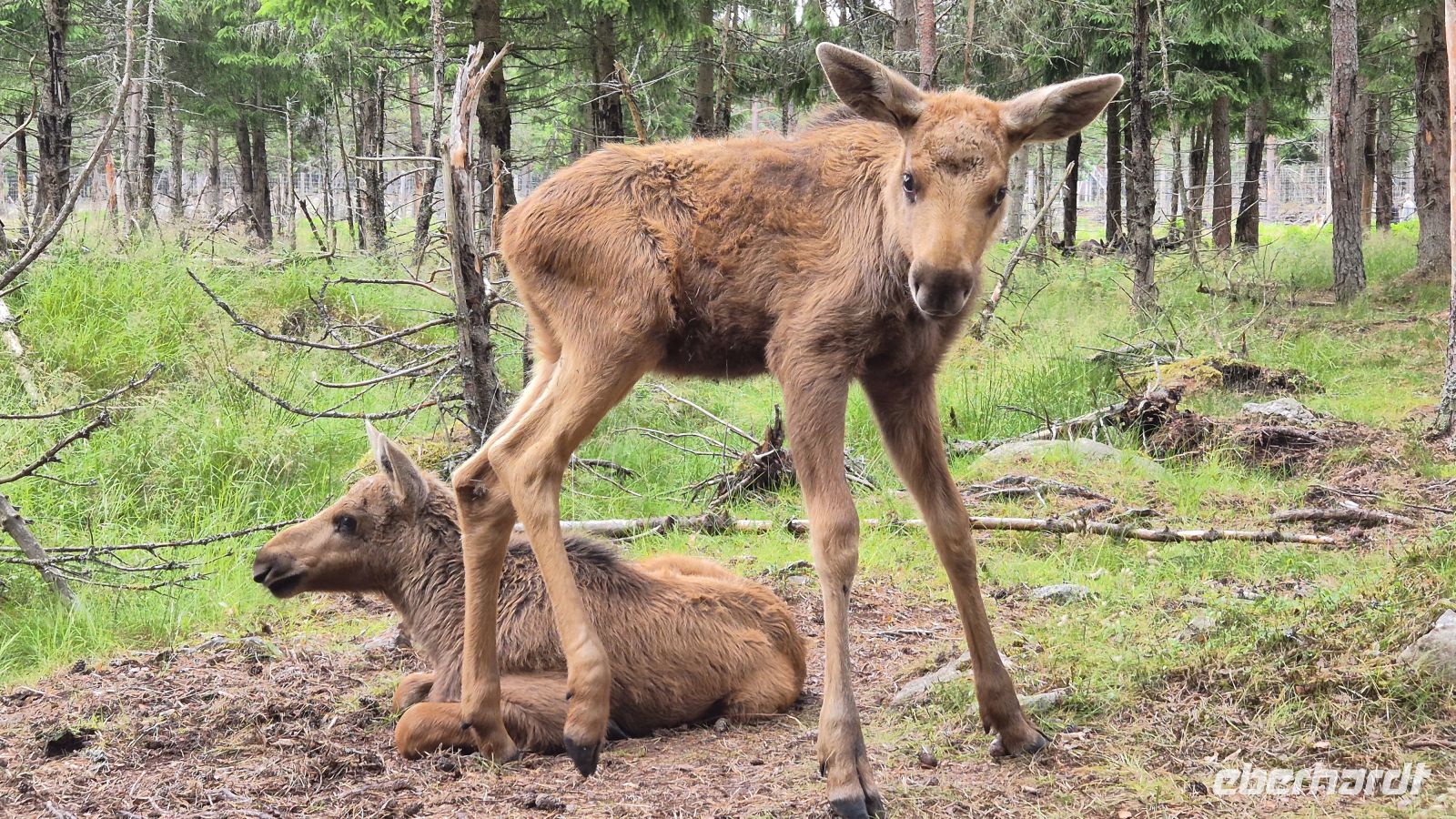 Grönåsens Elchpark