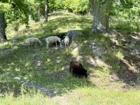 Spazieren oder Radfahren am Göta Kanal