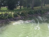 Schwimmer im Göta Kanal 