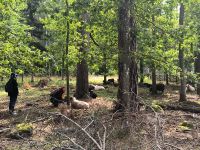 Tiere im Wald