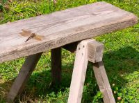 Libelle auf der Bank