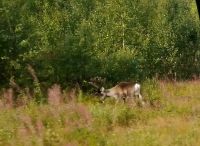 Ein Rentier am Straßenrand!