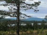 Auf dem Weg nach Jokkmokk