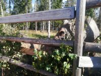 Die Elche frühstücken