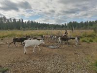 Auch die Rentiere haben Hunger