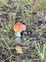 „ Ein Männlein steht im Walde“