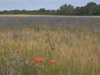 2026_Radreise_Schweden: Impressionen auf Öland &ndash; &copy; Dieter Braune (Eberhardt TRAVEL)