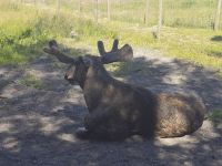 2026_Radreise_Schweden: Im Elchpark &ndash; &copy; Dieter Braune (Eberhardt TRAVEL)