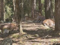 2026_Radreise_Schweden: Im Elchpark &ndash; &copy; Dieter Braune (Eberhardt TRAVEL)