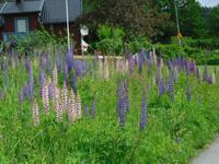 Lupinen soweit das Auge reicht