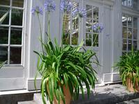 Pflanzen am Schloss Gripsholm