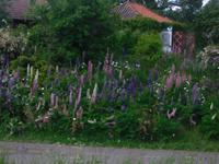 Lupinen soweit das Auge reicht