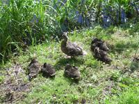 Mutter passt auf bei Gripsholm