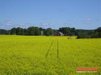 Rapsblüte auf Sund - Aland