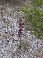 Orchidee auf Gotland