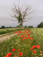 Stilleben aif Gotland